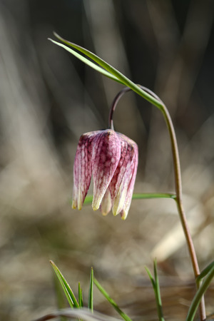Wild flower, chess flower, frog-cup. Fritillaria meleagrisの写真素材
