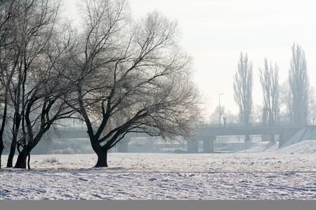 Misty morning on the outskirts of the city with bridge and treesの写真素材