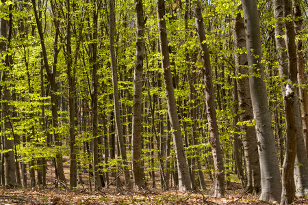 Beech forest in early spring. Meditation landscape.の写真素材