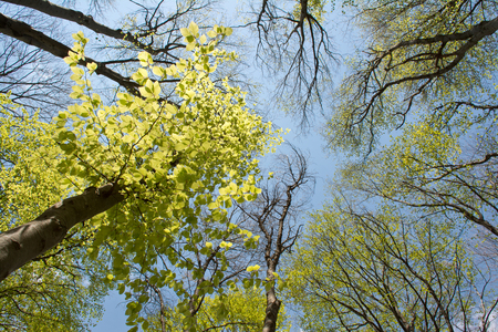 Beech trees crowns in early spring. Meditation landscape.の写真素材