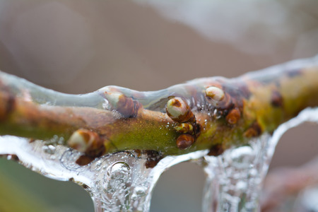 Buds of the tree frozen in ice - closeup photo with selective focusの写真素材