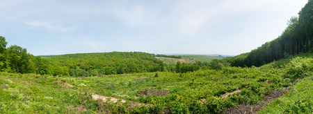 Clear-cutting in Romanian mixed forrest.の写真素材