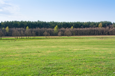 Early spring forest with green meadowの写真素材