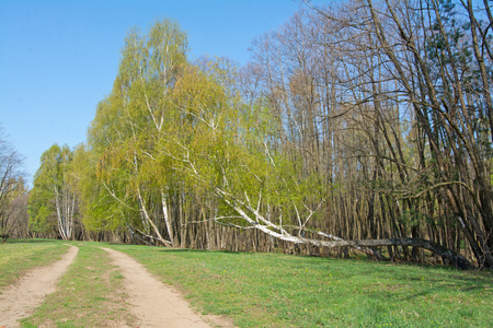 Early spring forest with road and blue skyの写真素材