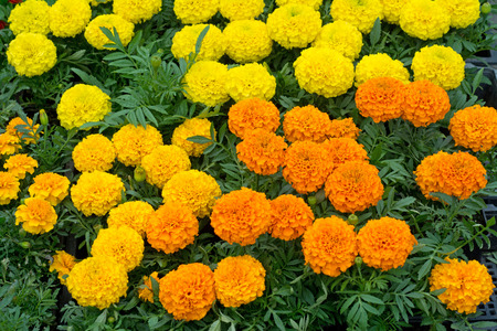 French marigold (Tagetes patula). Closeup photographyの写真素材
