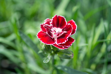 Beautiful carnation with selective focus (Dianthus). Closeup photographyの写真素材