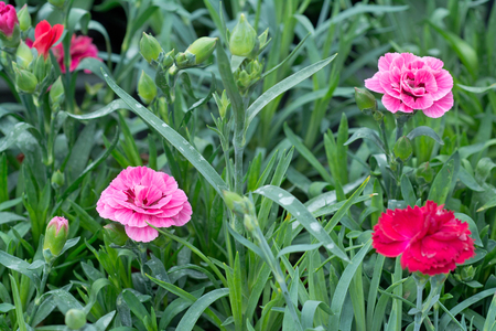 Beautiful carnation with selective focus (Dianthus). Closeup photography
の写真素材