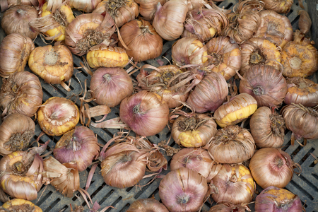 Gladiolus Flower Bulbs. Top wiev closeup photographyの写真素材