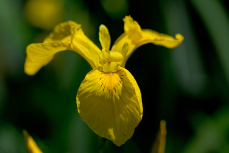 Yellow iris with selctive focus and abstract blurred background