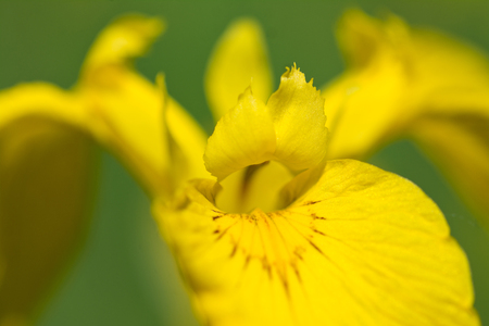 Yellow iris macro photo with selctive focus and abstract blurred backgroundの写真素材