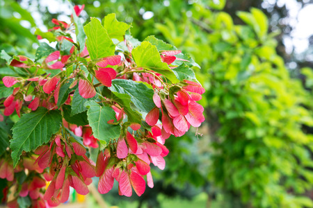 Tatar maple fruits or samaras in the park with selective focusの写真素材