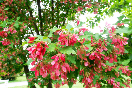Tatar maple fruits or samaras in the park with selective focusの写真素材