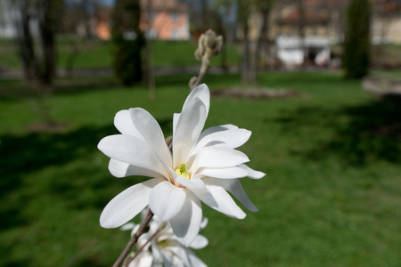 Blooming white Magnolia in the park with blurred backgroundの写真素材