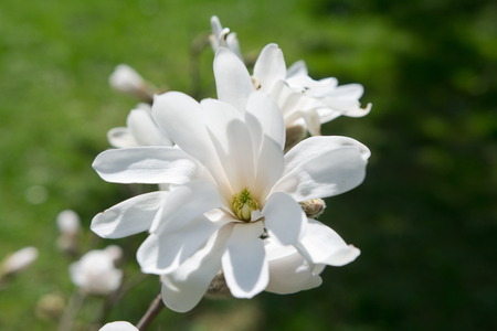 Blooming white Magnolia in the park with blurred backgroundの写真素材