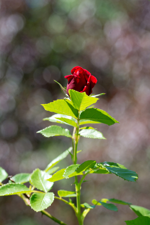 Beautiful red rose with selective focus, and abstract blurred backgoundの写真素材