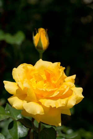 Beautiful yellow rose with selective focus. Close-up photoの写真素材