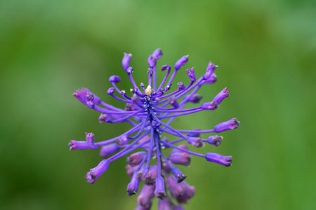 Beautiful tassel hyacinth with with selective focus, and blurred background. Muscari comosumの写真素材