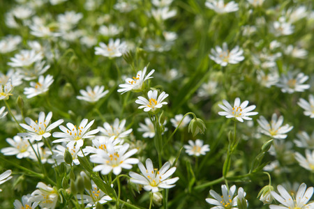 Wood stitchwort, little white flower with selective focus and blured backgroundの写真素材