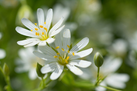 Wood stitchwort, little white flower with selective focus and blured backgroundの写真素材