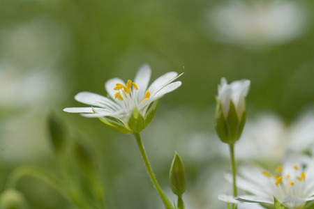 Wood stitchwort, little white flower with selective focus and blured backgroundの写真素材