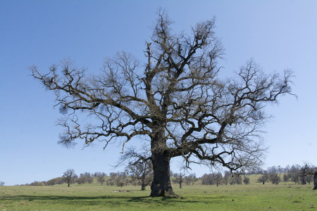 Old, secular common oak tree in a Transylvanian pastureの写真素材