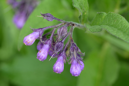 Wild common comfrey or true comfrey flower with selective focusの写真素材
