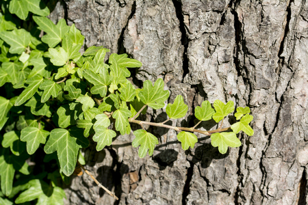 Green ivy leaves climbing on the tree trunkの写真素材