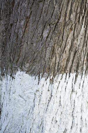 Whitewashed tree trunk. The natural protection procedureの写真素材