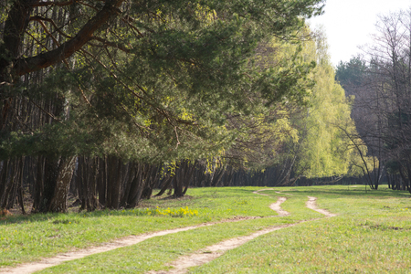 Spring landscape with forest and dirt roadの写真素材