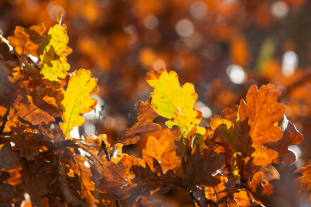 Autumn oak leaves - closeup photography with blured backgroundの写真素材
