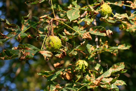 Horse-chestnuts fruit on tree branch in autumnの写真素材