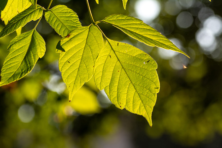 Composition with beauty green leaves and blurred backgroundの写真素材