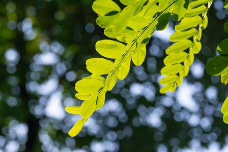 Composition with beauty green acacia leaves and blurred backgroundの写真素材
