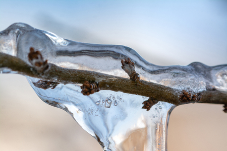 The buds of the tree frozen in winter iceの写真素材