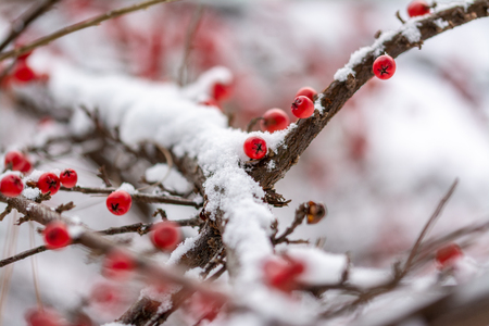 Cotoneaster, dammeri fruits in winter scenneの写真素材