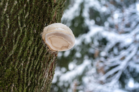 Mushroom on a tree trunk. Winter sceneの写真素材