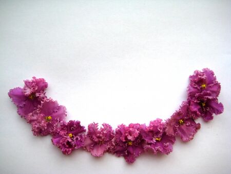 Flowers violets in arcの写真素材