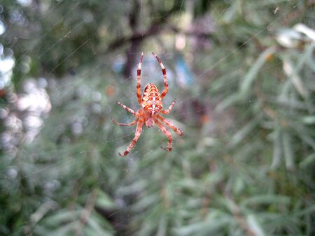 brown forest spider hanging on a webの写真素材