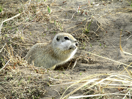 Gopher hole in the grass