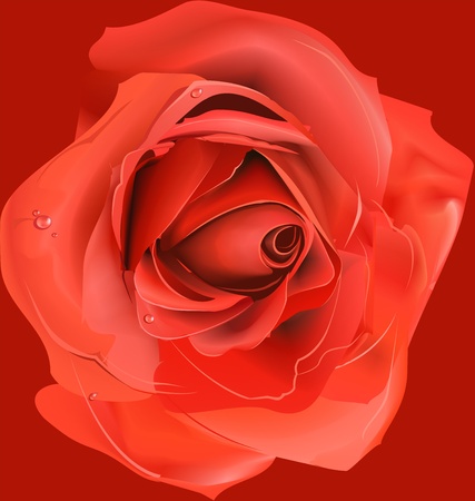red rose,のイラスト素材
