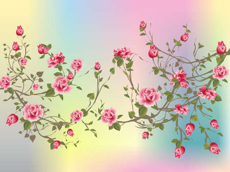 Shrub roseのイラスト素材