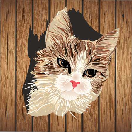 composition with a cat that looks through a hole and stares with interestのイラスト素材