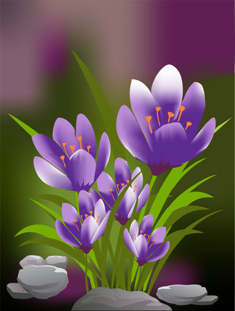 spring composition with purple crocusesのイラスト素材