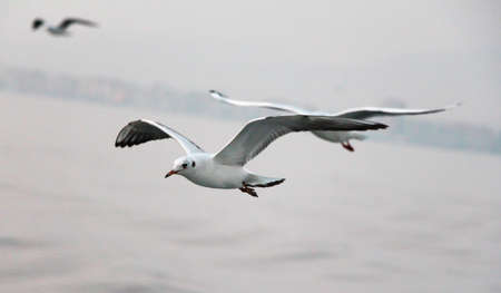 Seagulls. Birds set isolated on white. Beautiful seagulls flying in the sky.