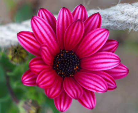 Pink Osteospermum Daisy or Cape Daisy Flower. Closeup pink African Daisy flower (Osteospermum ecklonis).の写真素材