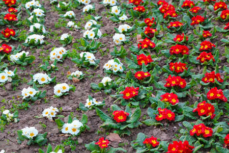 Colorful flowers. Summer garden landscaping in city park.