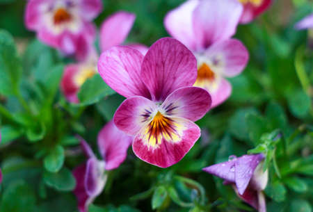 Violet. Viola flower field. Violet flowers.