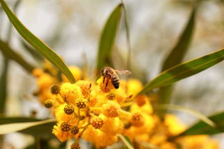 Honey bee on yellow flower