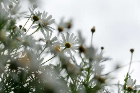 Daisy flowers. White daisies on sky background.の写真素材