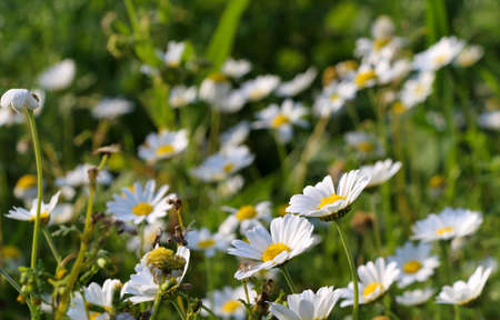 White daisy flowers.White daisies.の写真素材